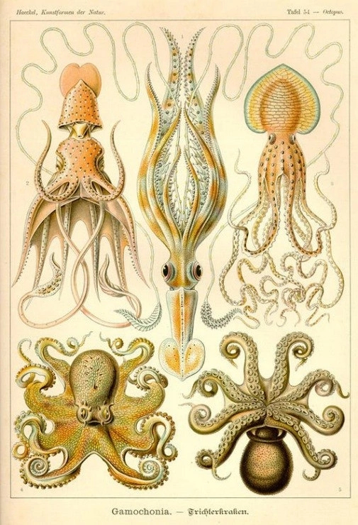 The beauty of forms in nature - Nature, beauty, Biology, Ernst Haeckel, Longpost