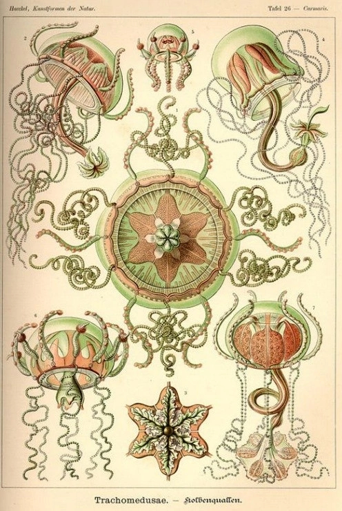 The beauty of forms in nature - Nature, beauty, Biology, Ernst Haeckel, Longpost