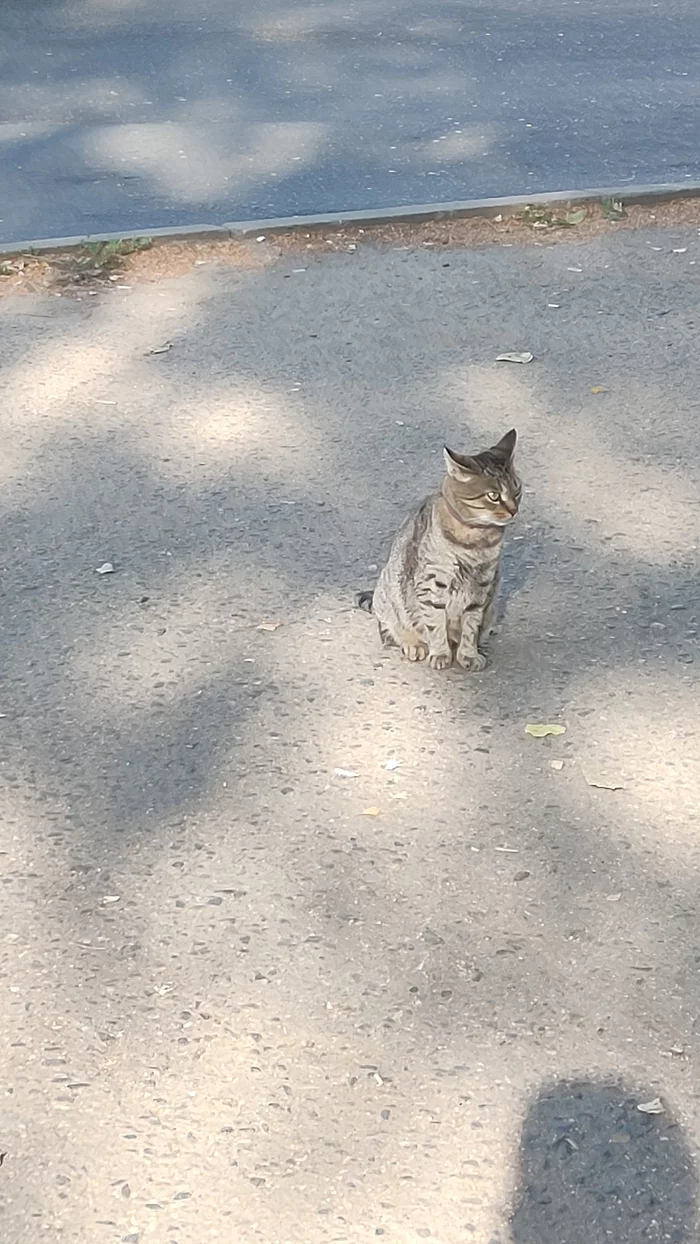 Whose Hachiko is lost? - A loss, Lost, Lost cat, Smolensk, Longpost, cat