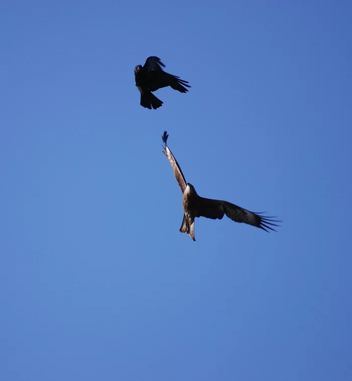 Dance in the sky - My, Krasnoyarsk, Siberia, Sky, Birds, Predator birds, The photo, Flight