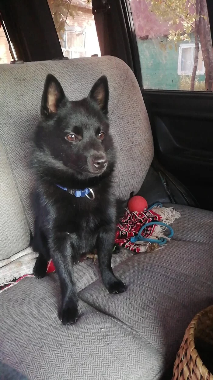 With shiperka for mushrooms - My, Schipperke, Dog, Mushrooms, Forest, Nature, Escudo, Relaxation, Mobile photography, Longpost, Novosibirsk region