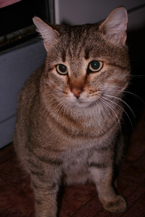 Vaska - My, cat, Striped, Sight, The photo