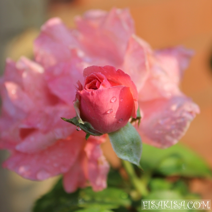  , Canon, ,  , 