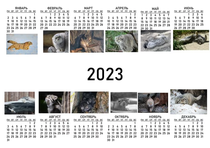 Manulo calendar 2023 - My, Cat family, Small cats, Pallas' cat, The calendar, Pet the cat