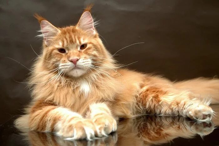 How the cat Vasily was treated by insurance - Financial Commissioner, Maine Coon, cat, Pet the cat, Страховка