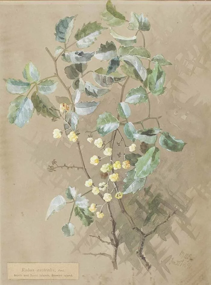 Rubus australis by Margaret Olrog Stoddart - Painting, Botany, Raspberries, Berries, New Zealand