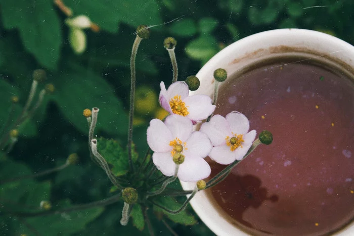 Favourite Things - My, Anemones, Garden, Tea, Video, Youtube