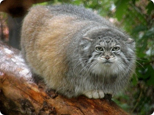 Sweet bun for evening tea - Pallas' cat, Pet the cat, Small cats, Cat family, Wild animals, Fluffy, The photo