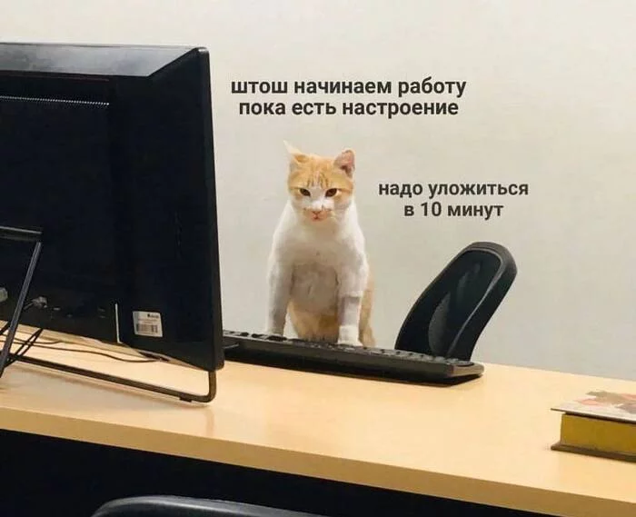Typical morning at the office - cat, Office, Work, Humor, Sad humor, Vital, Laziness, Picture with text