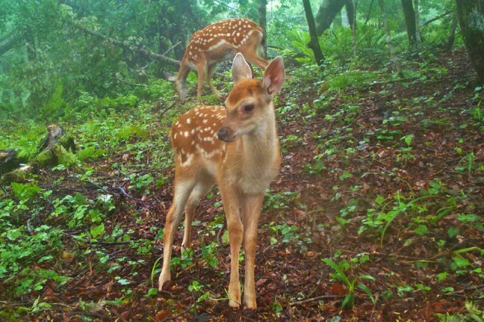 Youth is beautiful - Spotted deer, Fawn, Deer, Wild animals, beauty of nature, The photo, Artiodactyls, Ungulates, Milota, National park, Land of the Leopard, Primorsky Krai, Young, wildlife