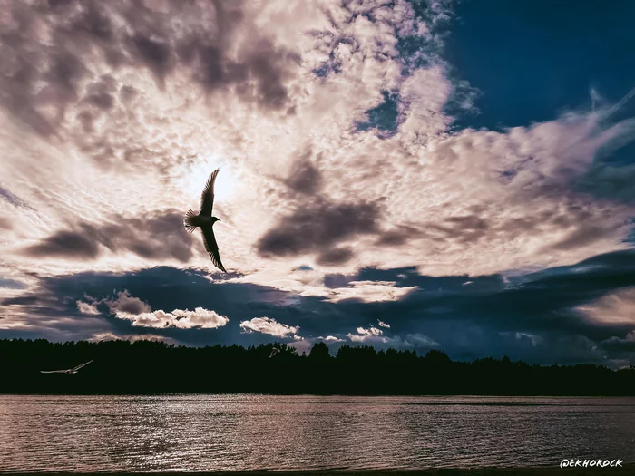 flying seagull - My, Seagulls, Birds, River, Shore, Nature, Sky, The sun, Landscape, The photo, Mobile photography, Clouds