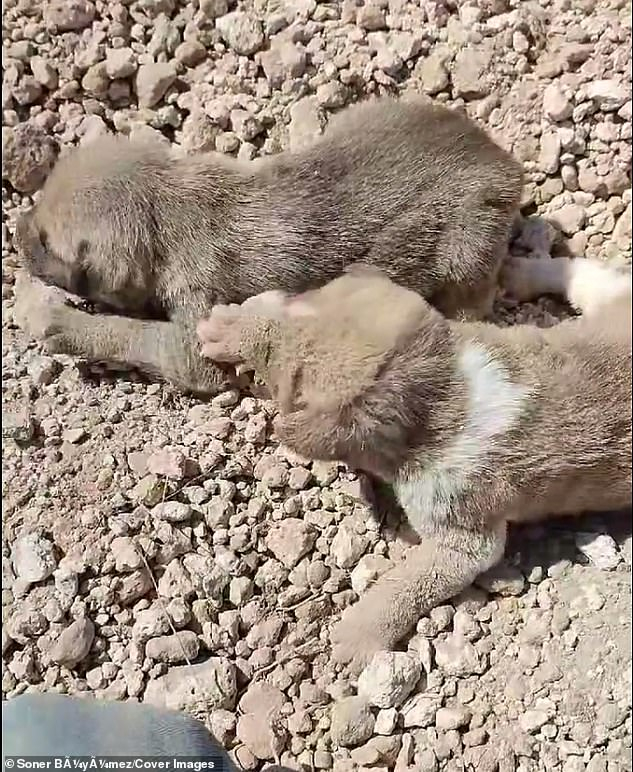 A man rescued a dog and her puppies buried under a landslide - Dog, Puppies, Animal Rescue, Landslide, Turkey, Vet, Good people, Pets, Helping animals, Touching, Video, Youtube, Longpost, Homeless animals