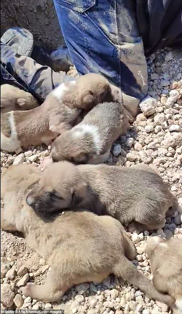 A man rescued a dog and her puppies buried under a landslide - Dog, Puppies, Animal Rescue, Landslide, Turkey, Vet, Good people, Pets, Helping animals, Touching, Video, Youtube, Longpost, Homeless animals