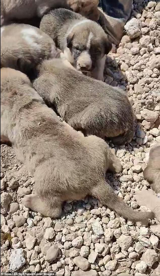 A man rescued a dog and her puppies buried under a landslide - Dog, Puppies, Animal Rescue, Landslide, Turkey, Vet, Good people, Pets, Helping animals, Touching, Video, Youtube, Longpost, Homeless animals