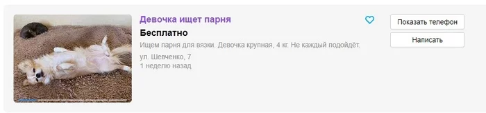 Когда поставила статус активный поиск в соцсетях - Моё, Собака, Спаривание, Объявление