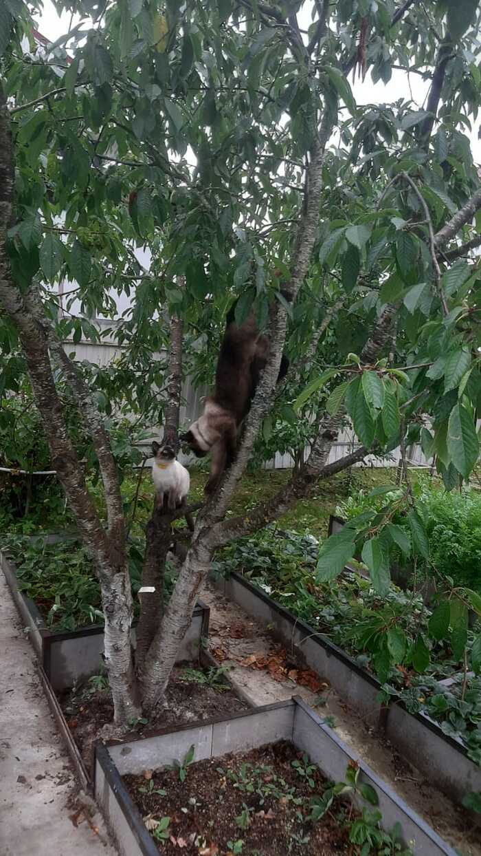 Вниз головой Кот, Тайская кошка, Дерево