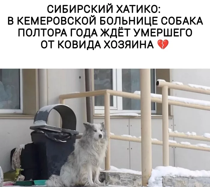 The history of the fidelity of a Japanese dog is repeated near the walls of the Kemerovo covid hospital - Kindness, Homeless animals, Helping animals, Volunteering, Dog, Lost, Loyalty, Master, Death, Disease, Coronavirus, The rescue, In good hands, Hospital, Animal shelter, Repeat