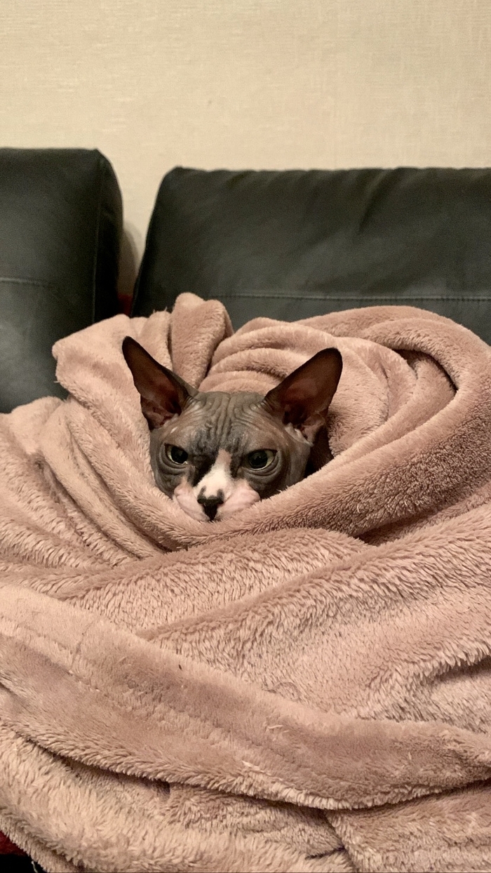 ��������� ����