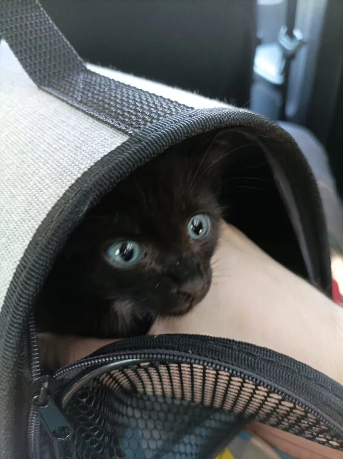 A black baby from a grandfather from SNT also found her home on Peekaboo - My, Found a home, Animal Rescue, cat, Dacha, Homeless animals, Kittens, Video, Vertical video, Longpost, Helping animals