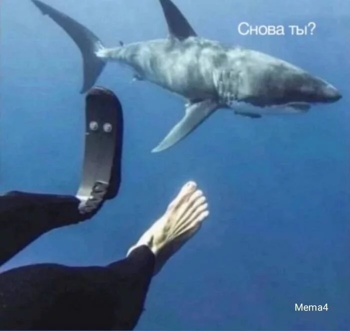 Suddenly - Humor, Memes, Wordplay, Strange humor, Picture with text, Repeat, Shark, Prosthesis