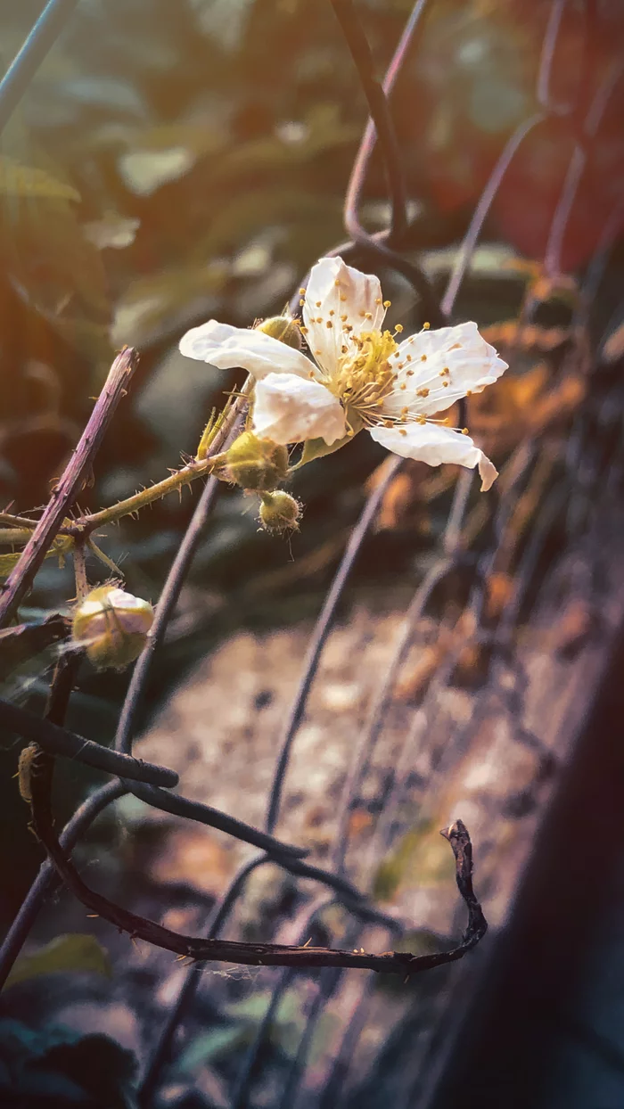 Untitled - My, The photo, Color corridor, Flowers