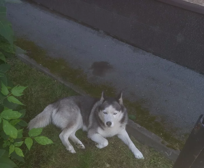 Looking for the owner of the lost - My, Tyumen, Lost, No rating, Dog, Found a dog, Husky