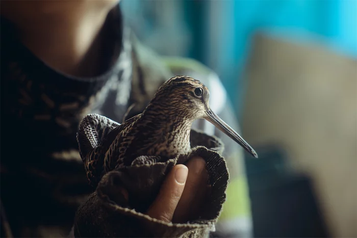 The usual thing: a sandpiper flew into the window - My, Sandpiper, Birds, The photo, Ornithology