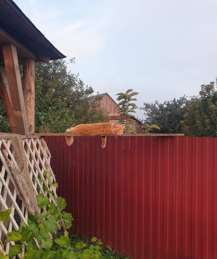 ��� ��������� ���� ���, ��������