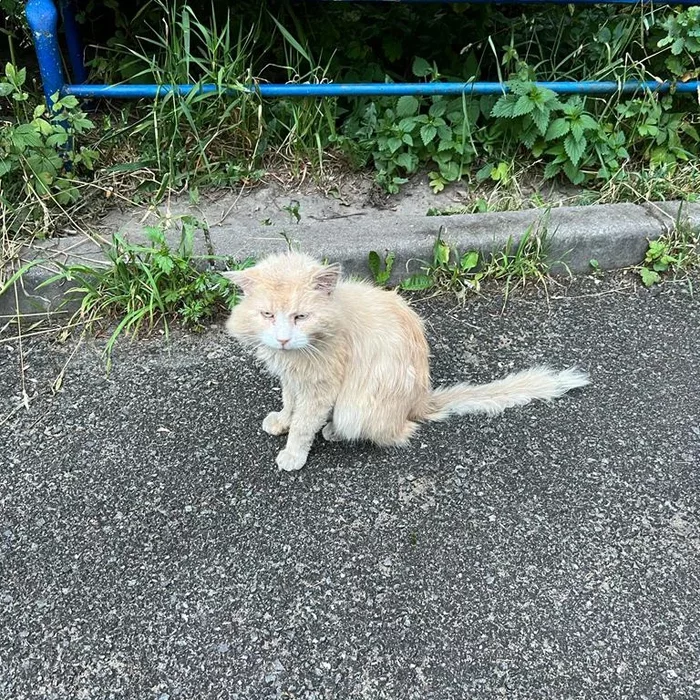 A ginger toothless old cat with poor eyesight really needs a home. Was on the street. St. Petersburg and Leningrad Region (Tosno) - My, cat, Kittens, Animal Rescue, Homeless animals, Saint Petersburg, Leningrad region, In good hands, Tosno, Longpost, No rating