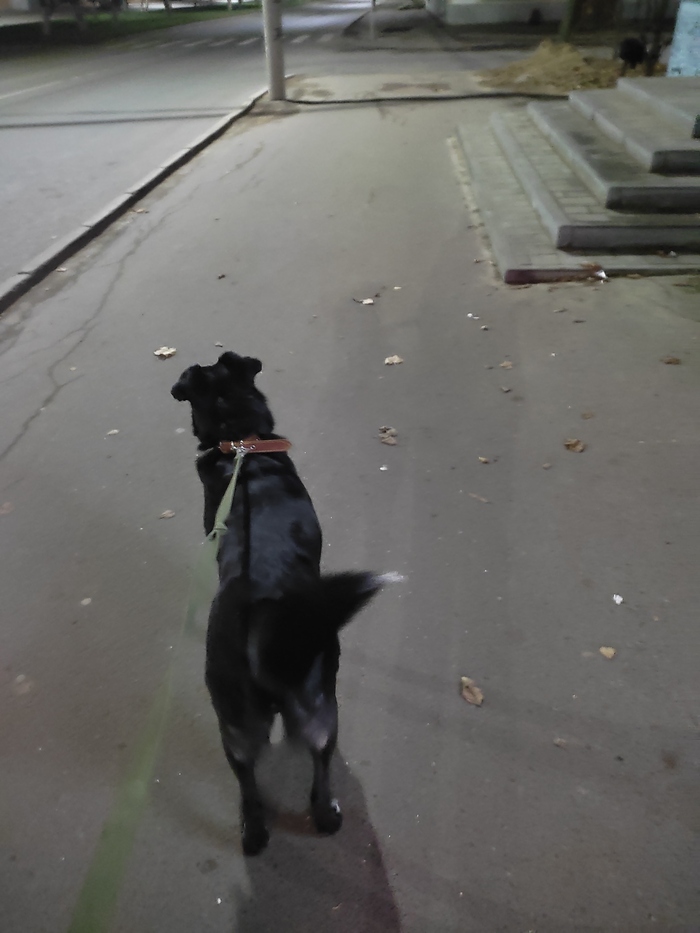 Натуралочка для собачки