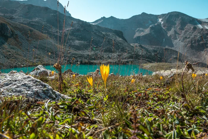 Crocuses by the lake - My, The photo, The mountains, Hike, Tourism, Mountain tourism, Caucasus, Elbrus, Crocus, Landscape, Flowers