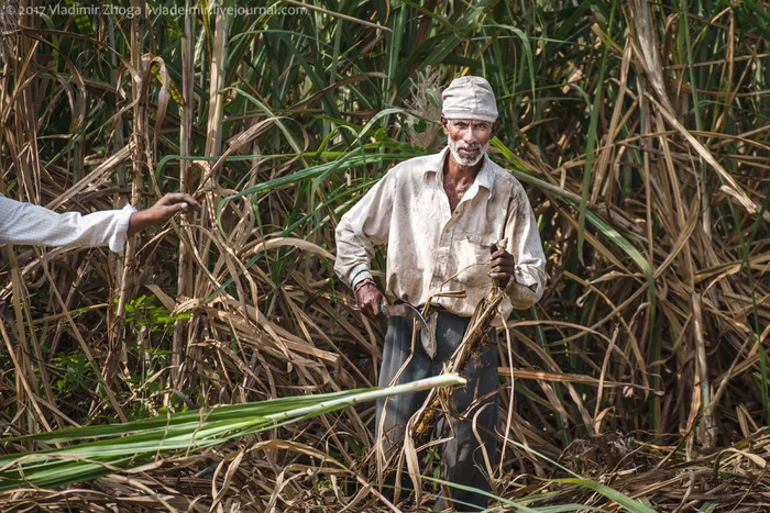 The Unsweetened History of Sugar - Story, Onliner by, Sugar, Middle Ages, Colonialism