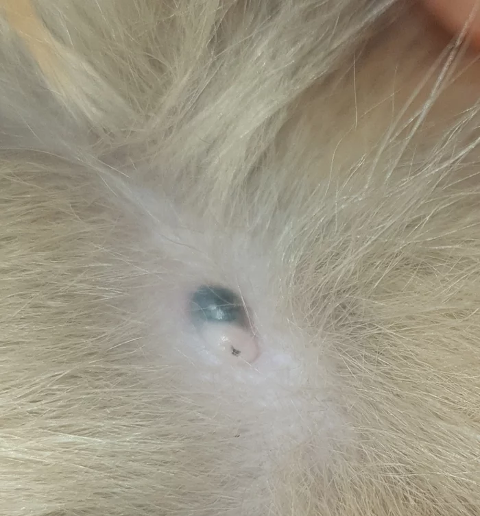 Tell me what it could be in a cat - My, cat, Veterinary, Need advice