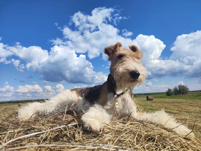 Last days of August 2022 - My, Fox terrier, Dog days, Longpost, Dog