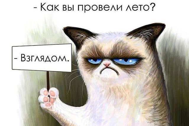 Last day of summer - Summer, Picture with text, Sad humor, Sullen, Grumpy cat, cat