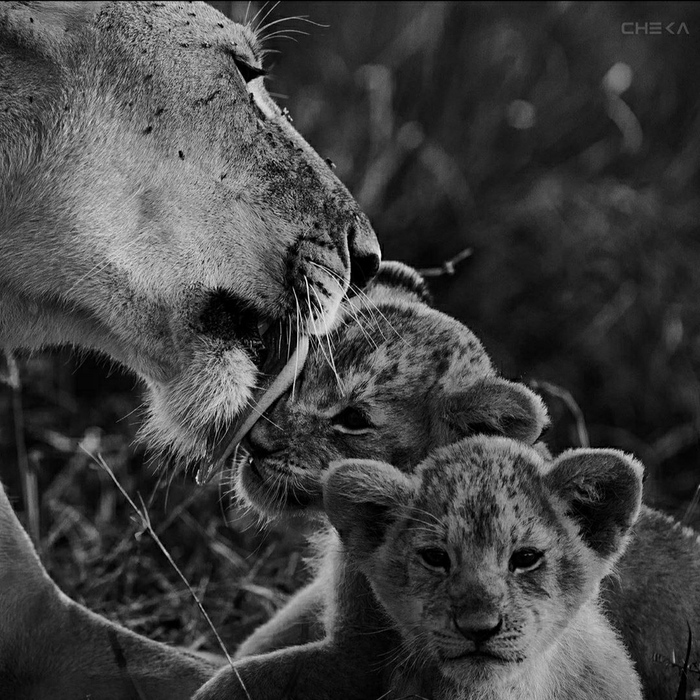 Материнская забота в прайде