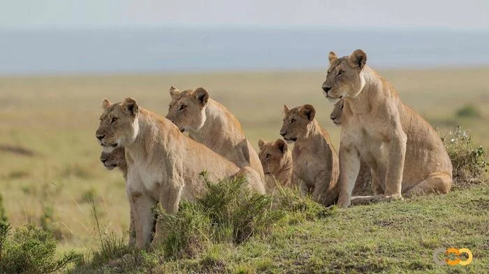 princesses - a lion, Rare view, Big cats, Cat family, Mammals, Animals, Wild animals, wildlife, Nature, Reserves and sanctuaries, Masai Mara, Africa, The photo, Lioness, King of beasts, Pride