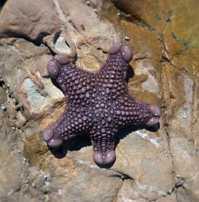 Такая себе у вас морская звезда