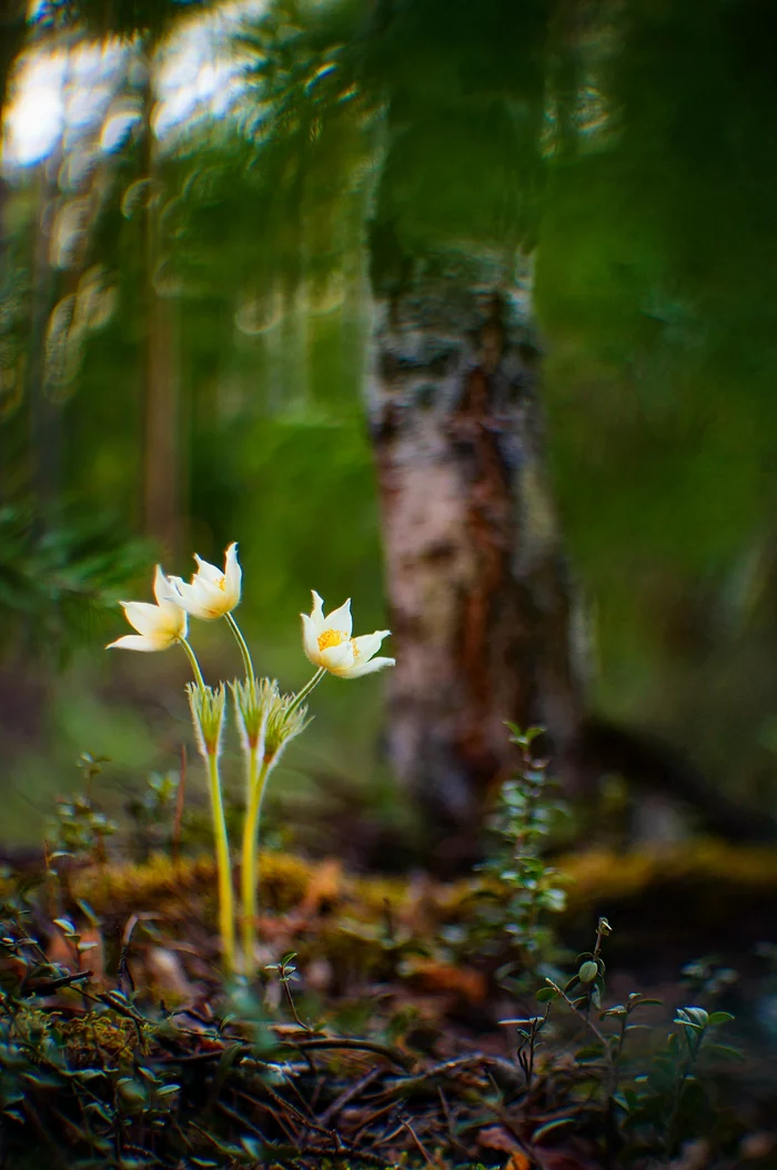 Under the shade of crowns - My, The nature of Russia, Primroses, Forest