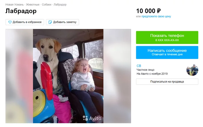 Продаётся лабрадор - Собака, Лабрадор, Авито, Продажа