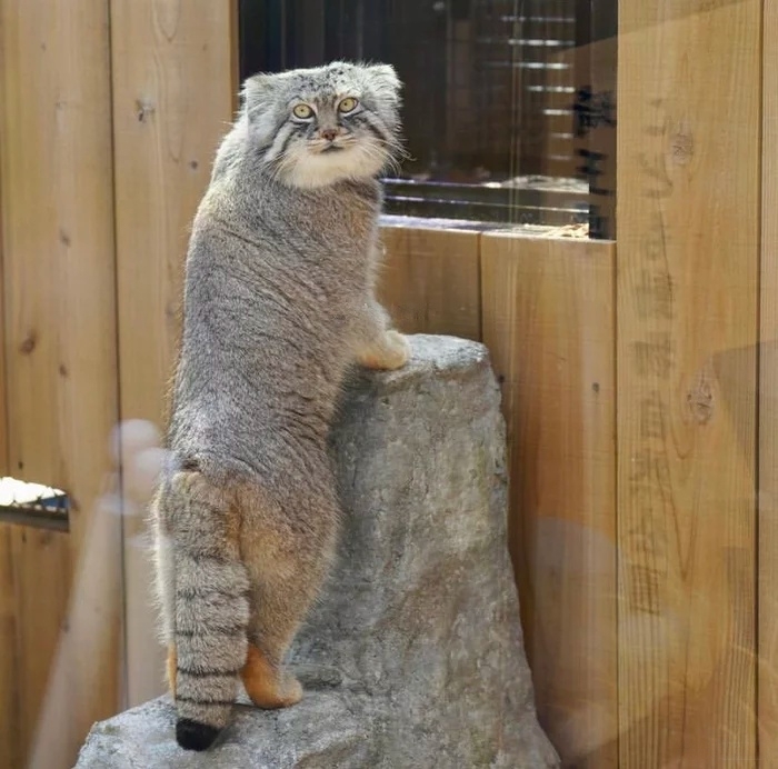 Tripod - Pallas' cat, Pet the cat, Small cats, Cat family, Wild animals, Fluffy, The photo, Repeat