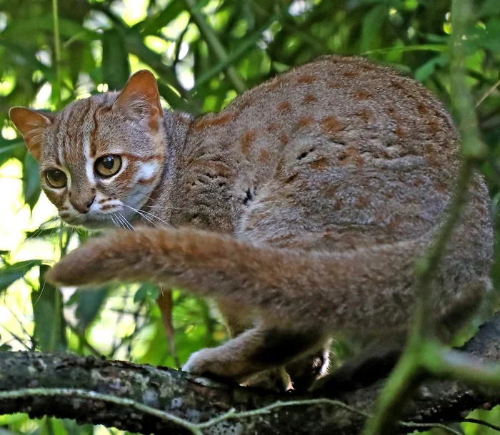 Spotted and red - The photo, Nature, wildlife, Wild animals, Animals, Mammals, Cat family, Small cats, Rare view, Rusty cat