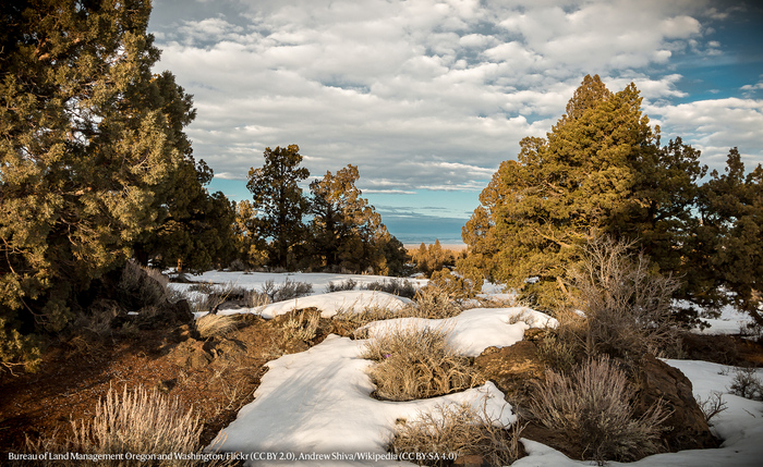 Снова ИЩЕМ ПИНГВИНА...