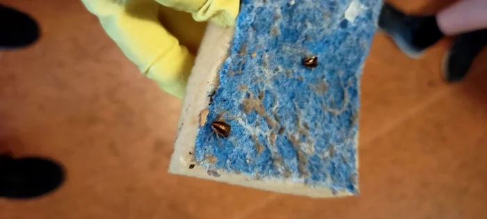Help with bugs - My, Жуки, Dormitory, SFU, Insects