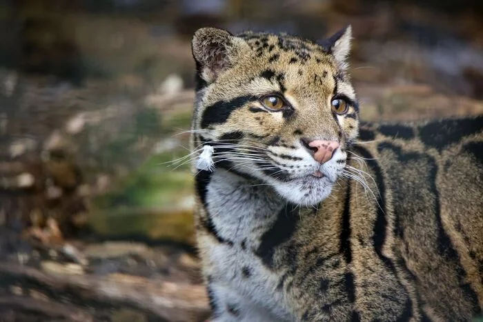 What bird? - Rare view, Big cats, Cat family, Mammals, Animals, Wild animals, Zoo, The photo, Feather, Clouded leopard