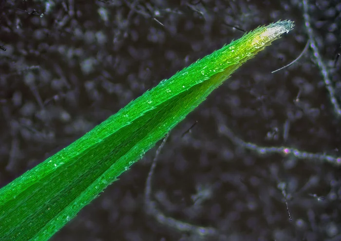 green razor blade - My, Microscope, Microfilming, Flora, Plants