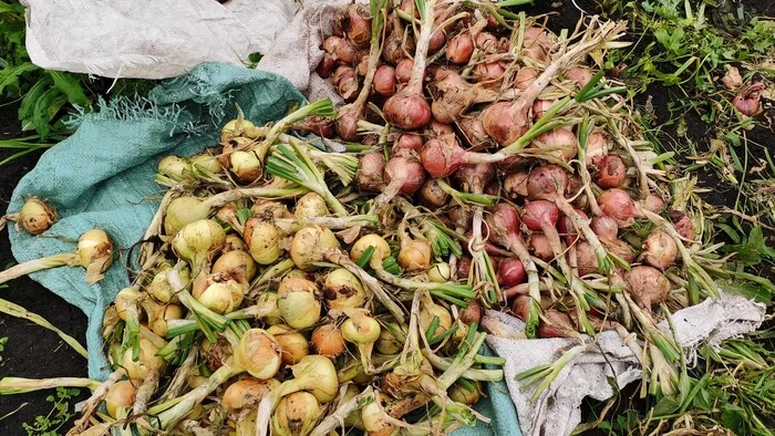 The harvest of family onions exceeded all expectations! Cleaning and preparation for storage - My, Onion, Garden, Harvest, Harvesting, Plants, Video