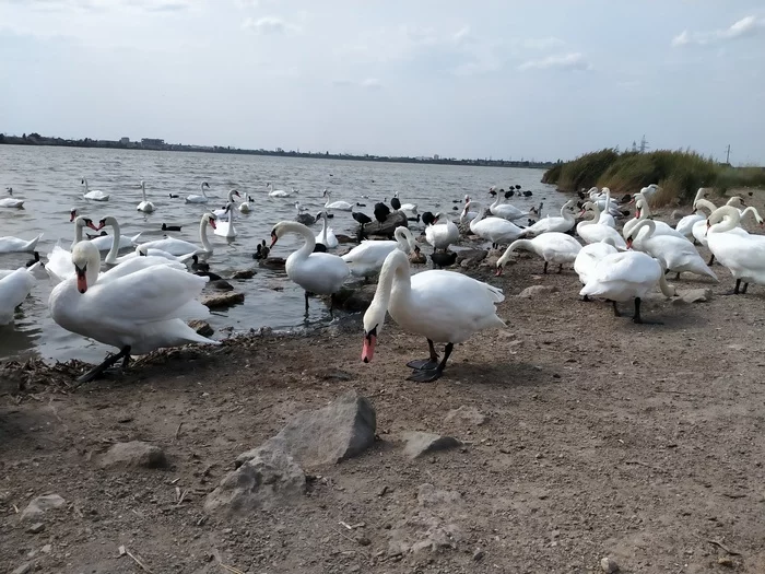 Swan Lake in Evpatoria - Swan Lake, Swans, Nature, Evpatoria, Longpost