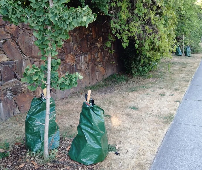 Autowatering in the city without problems - My, Heat, Watering, Saplings, Summer