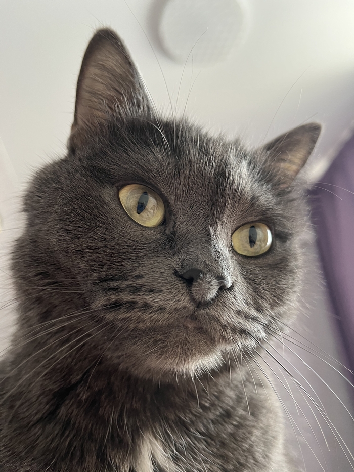 Гордый орёл